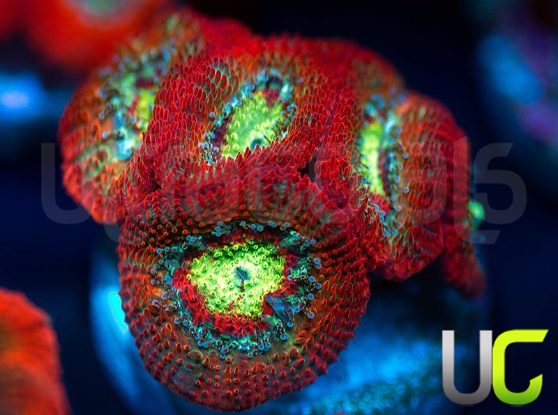 UC Emperor Micro Asmakusensi