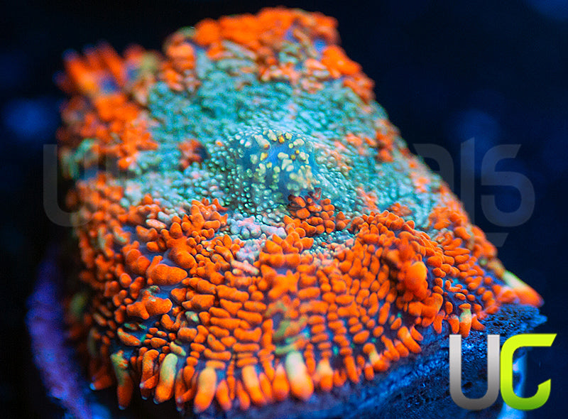 UC Trolls Blood Mushroom