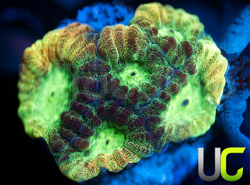 JF Psycho Rainbow Rim Favia