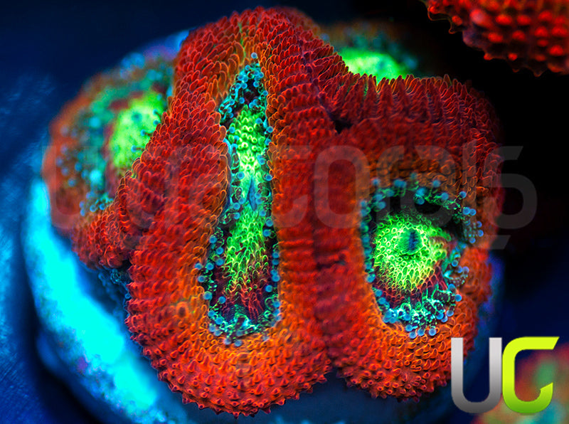 UC Emperor Micro Asmakusensi