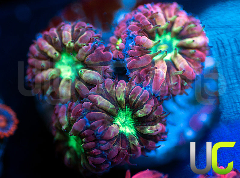 UC Hyper Gypsy Blasto