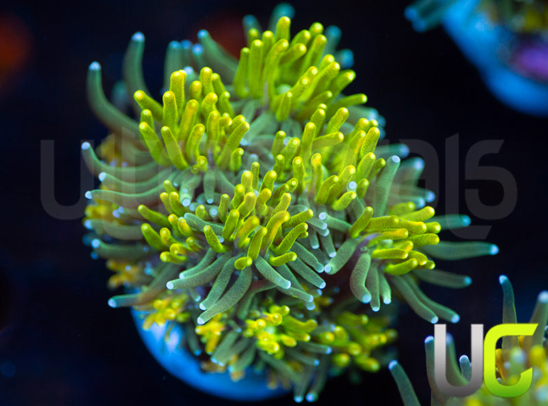 UC Lemon Lime Galaxia