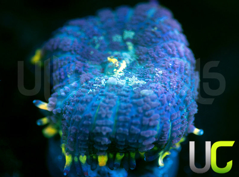 UC Doomsday Bounce Mushroom
