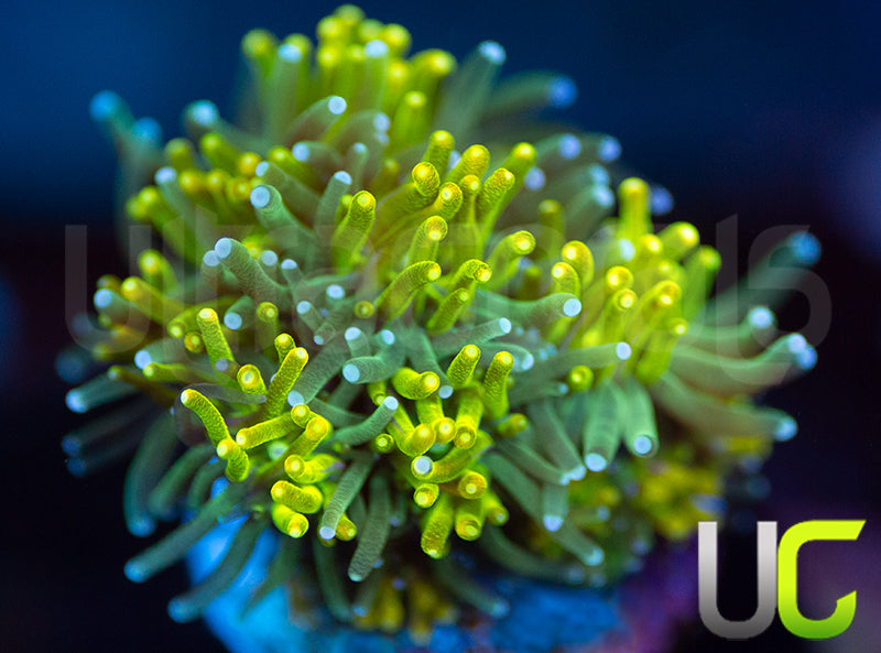 UC Lemon Lime Galaxia