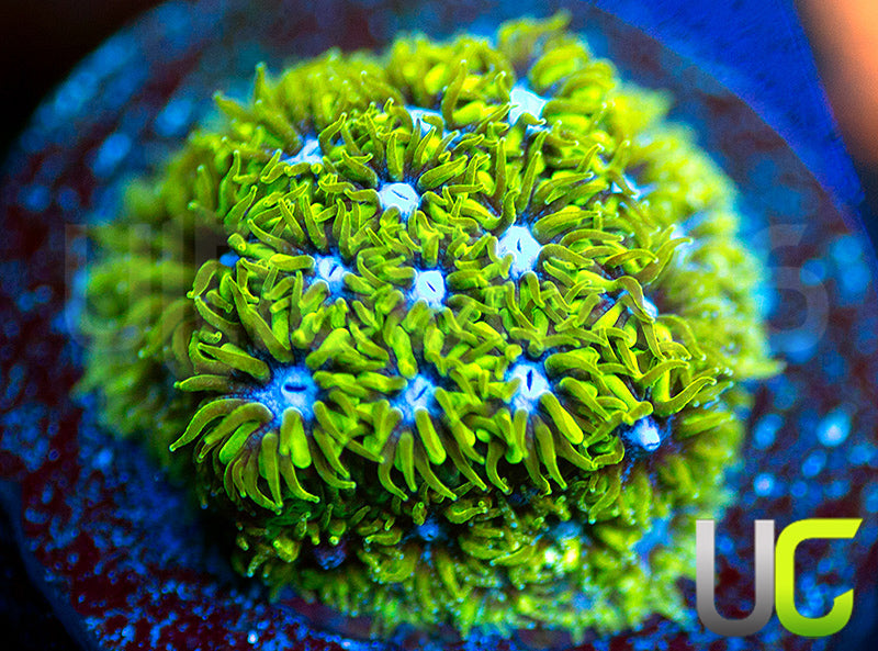 UC Blue Eyed Girl Leptastrea