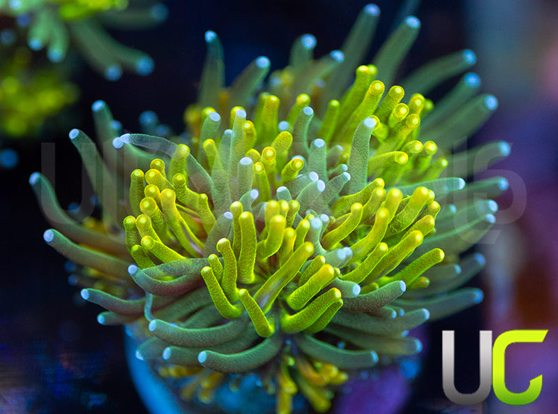 UC Lemon Lime Galaxia