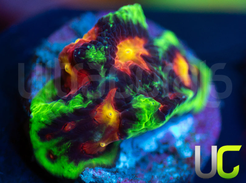 UC Ring Leader Favites