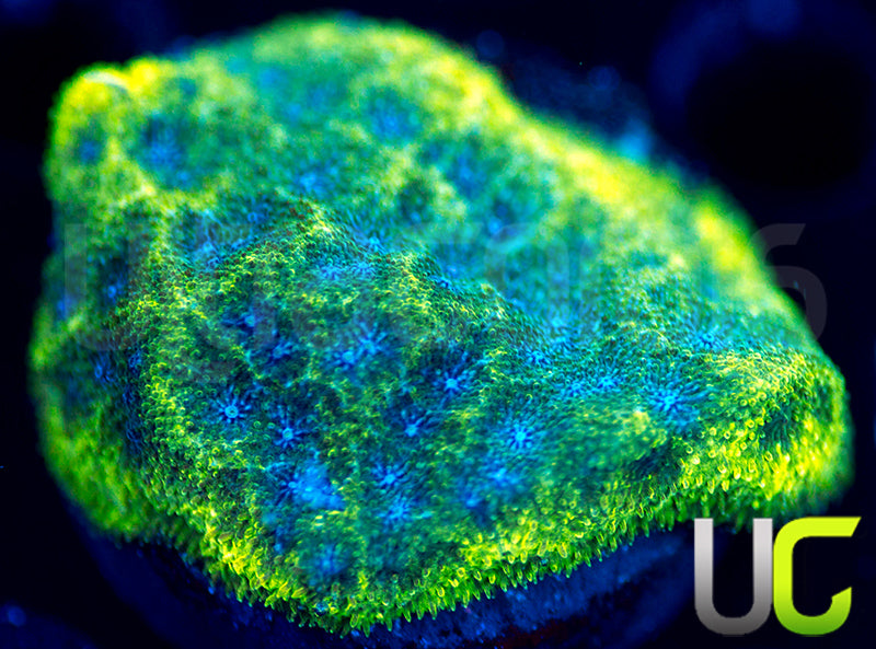 UC Toxic Constellation Psammocora