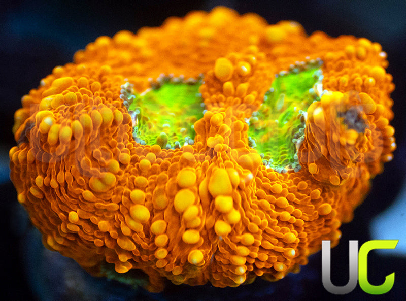 OG Pumpkin Patch Acan Echinata