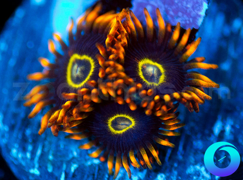 Rainbow Hornets