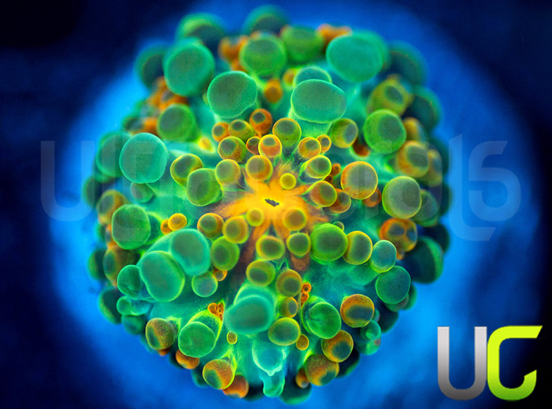 UC Caterpillar Yuma Ricordea