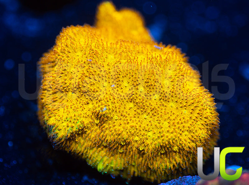 Yellow Yutz Psammocora