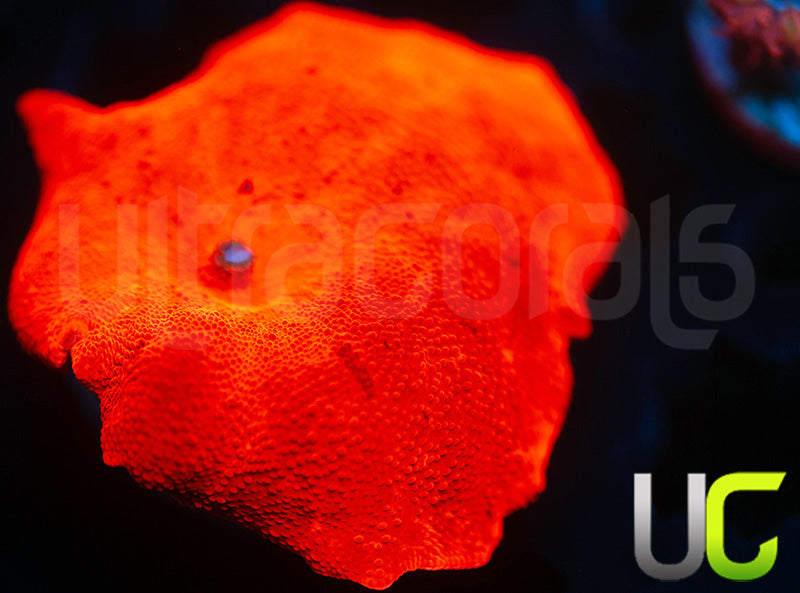 UC Road Rage Mushroom