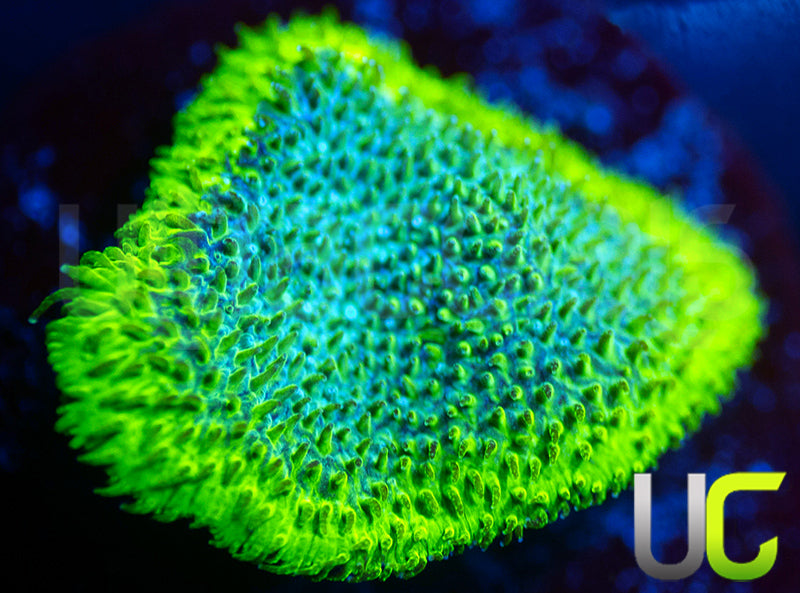 UC Blue Haze Psammocora