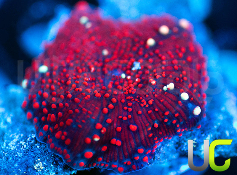 Red Devil Miushroom
