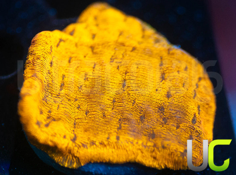 UC Golden Dragon Lepto