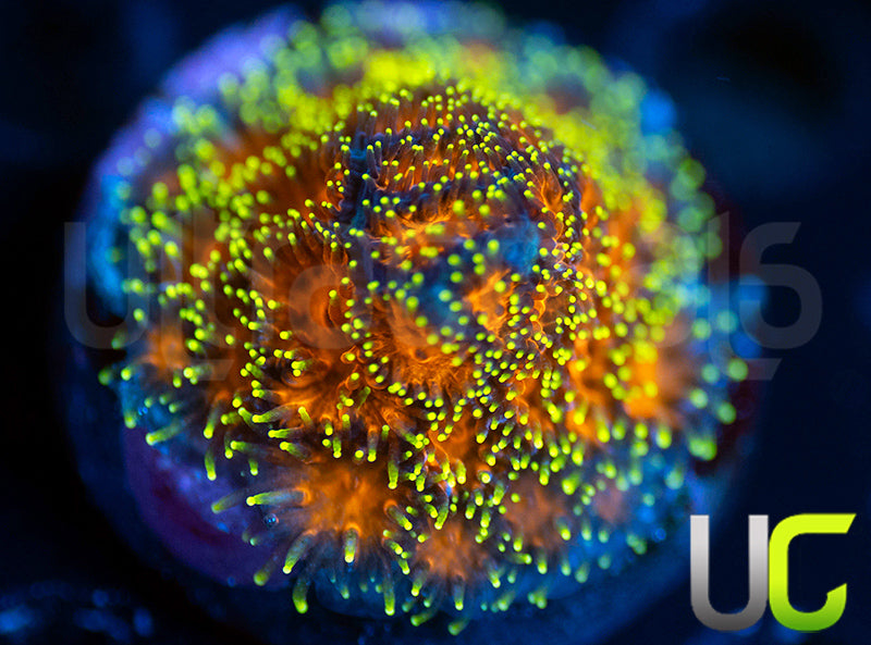 UC Lightning Tip Leptastrea
