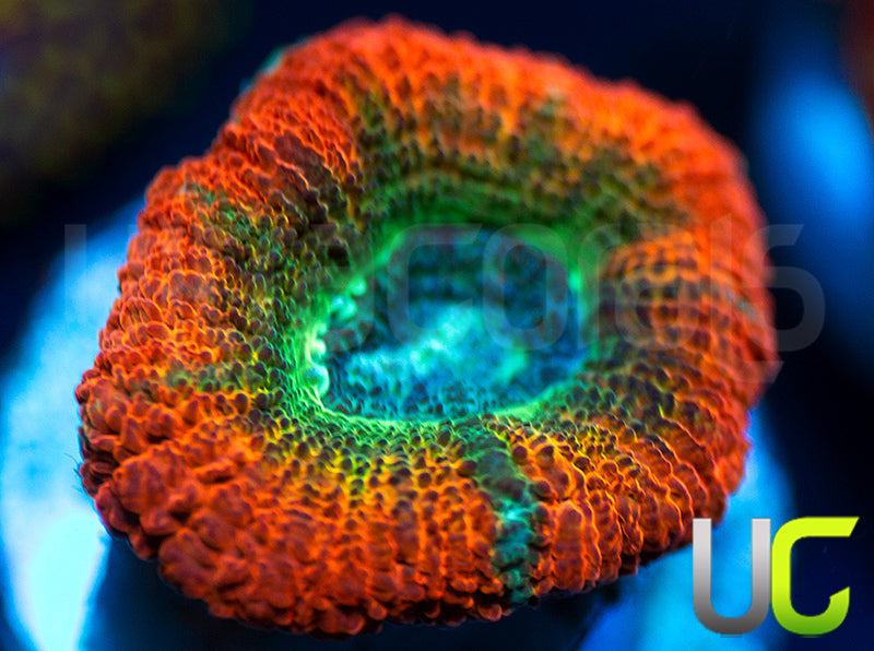 UC Flash Bang Micro Lord