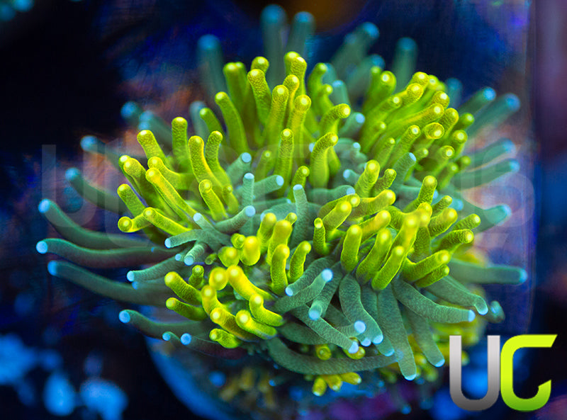 UC Lemon Lime Galaxia