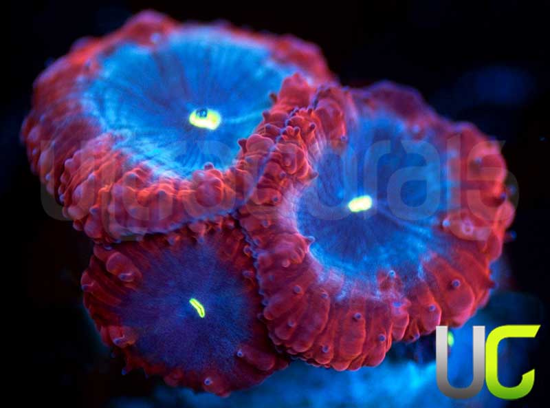 UC Forbidden Blue Blastos