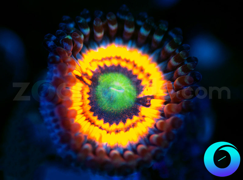 Neon Night