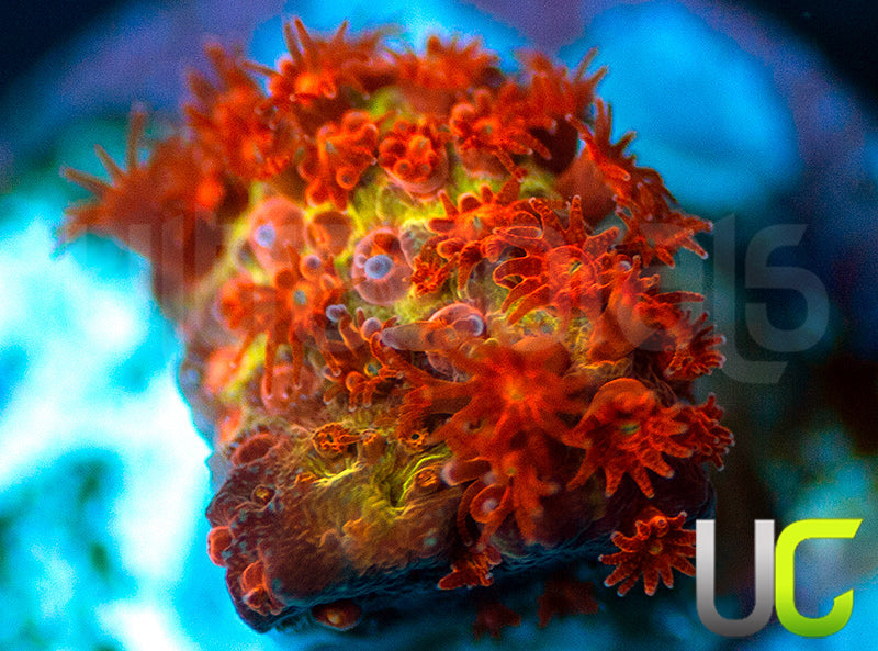 JF Burning Banana Stylo