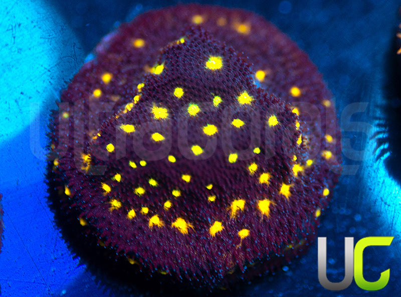 UC Half Blood Psammocora