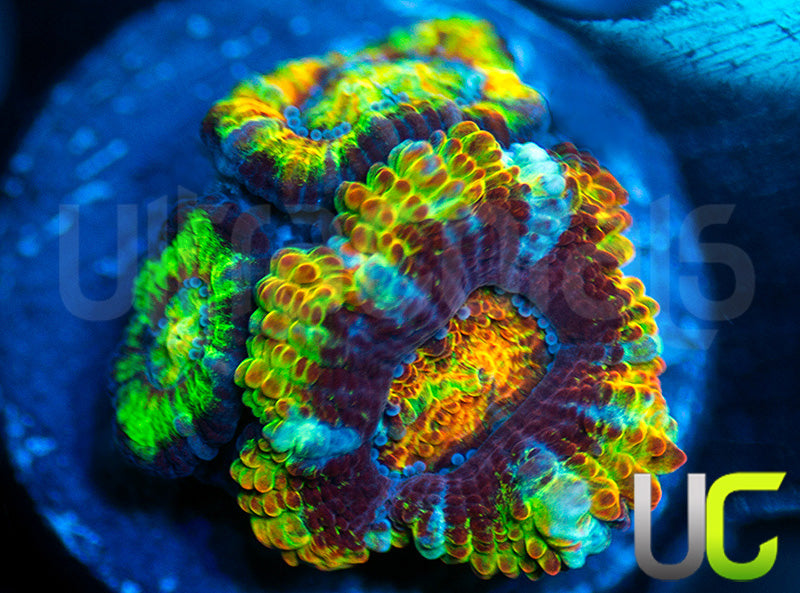 UC Gummy Bear Micro Lord