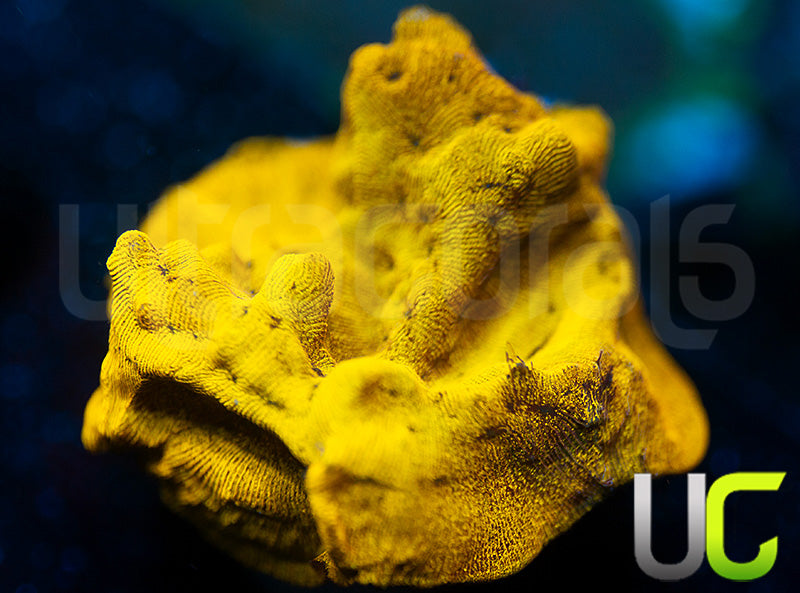 UC Golden Dragon Lepto