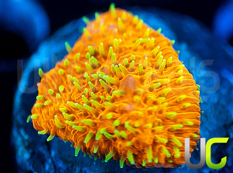 UC Fuzzy Navel Litho