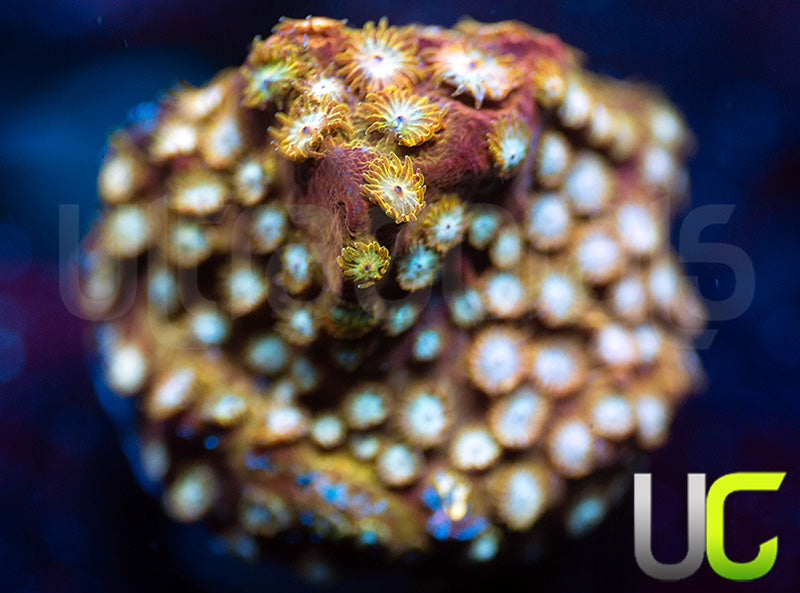 UC Yellowjacket Cyphastrea