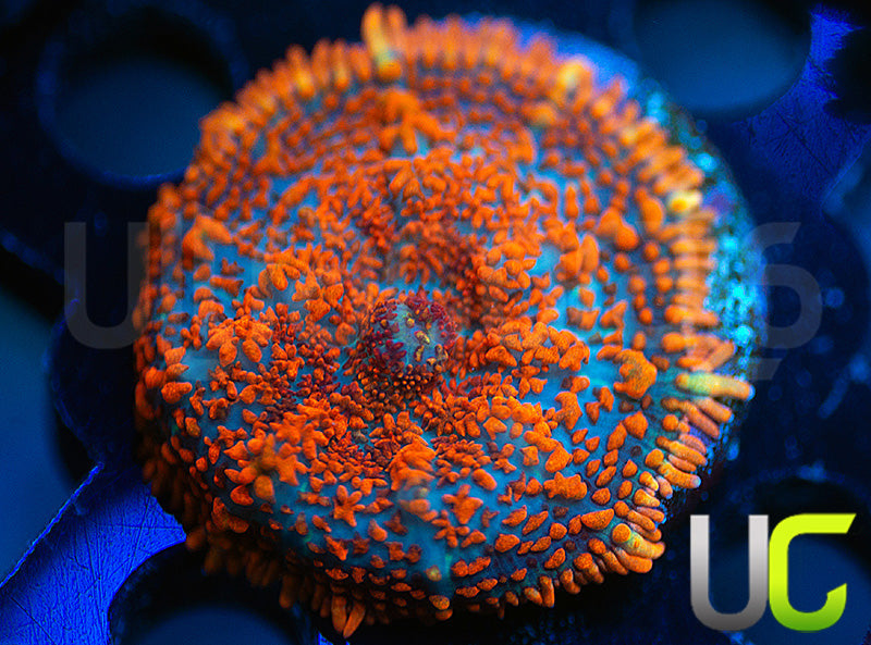 UC Hells Spells Mushroom