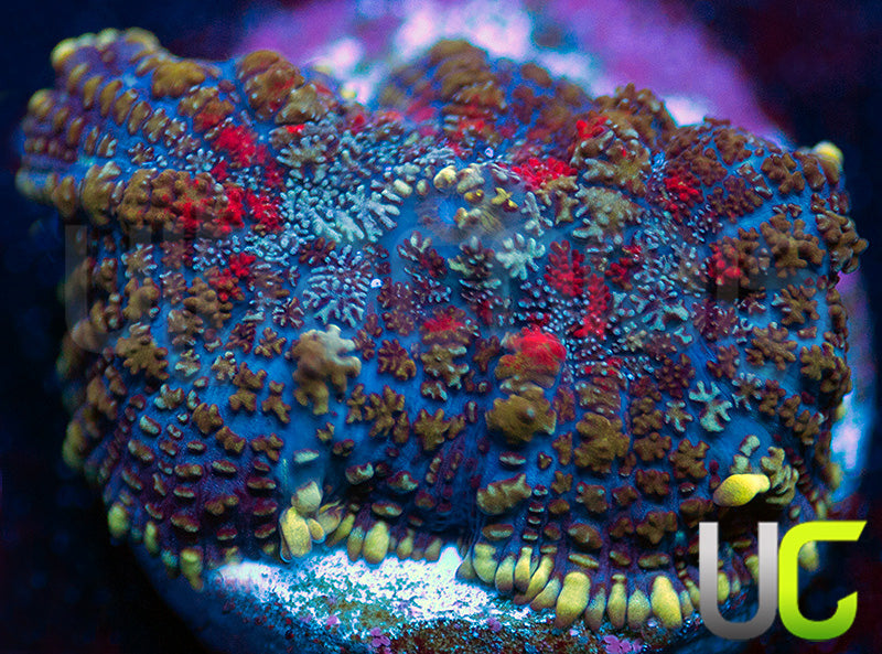 UC High Roller Mushroom