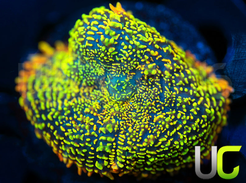 UC Wario Mushroom
