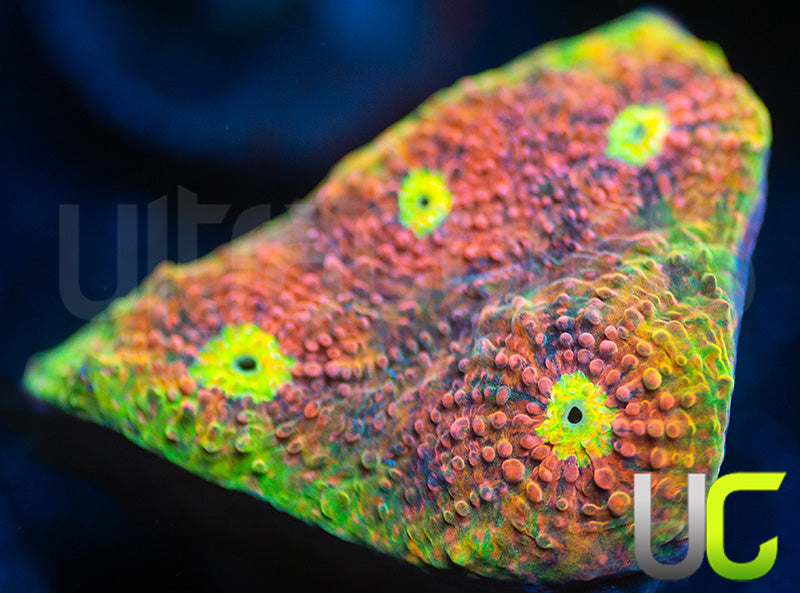 Ultra Watermelon Chalice