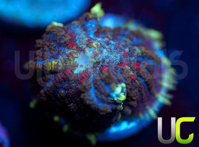 UC High Roller Mushroom