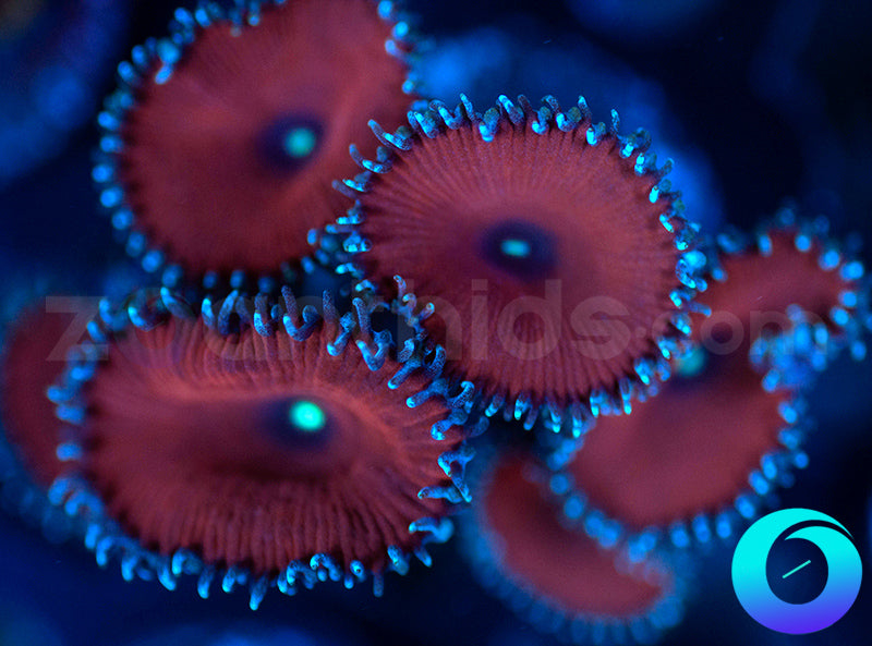 Purple Death Protos