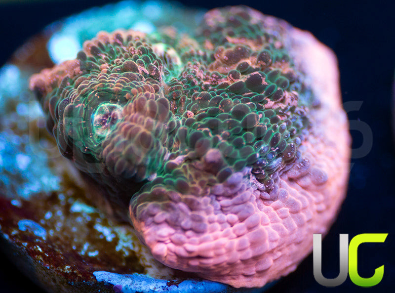 UC Fake Fantasy Chalice