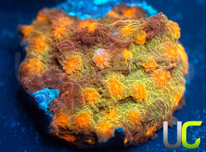 UC Jolly Roger Cyphastrea