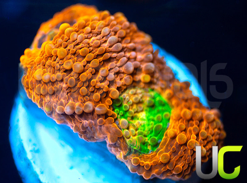 NEW RELEASE: UC Lorax Acan Echinata