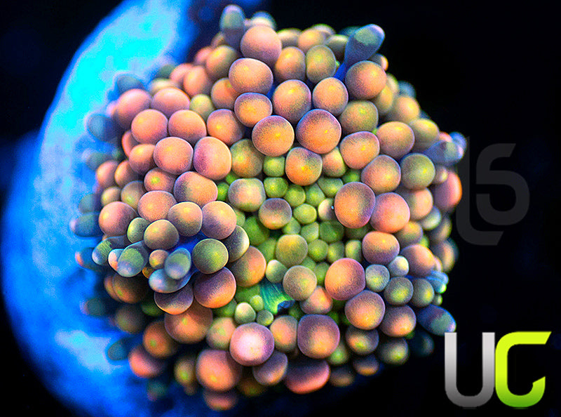 UC Pastel Pink and Green Florida Ricordea