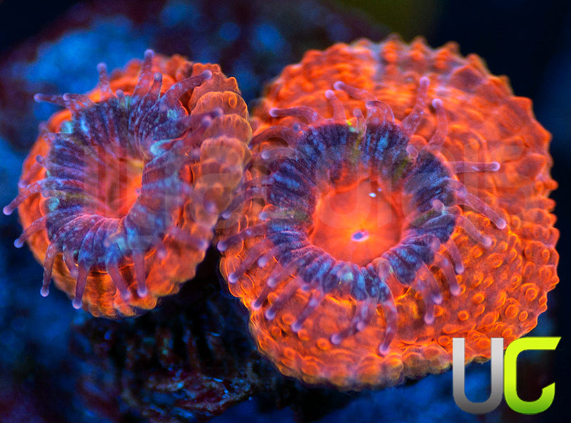 UC Yellow Flamingo Micro Lord