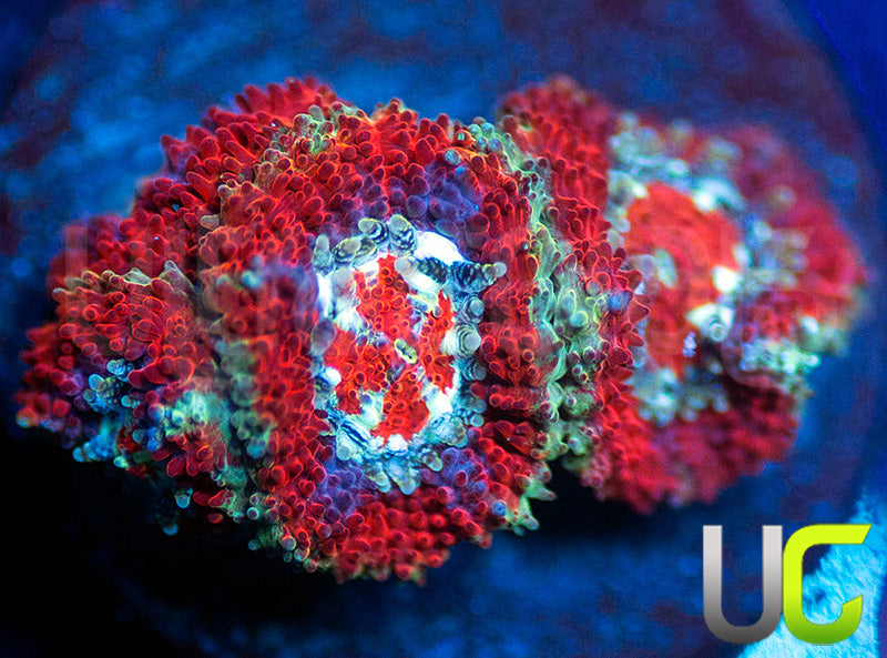 UC Limp Bizkuit Micro Amakusensis