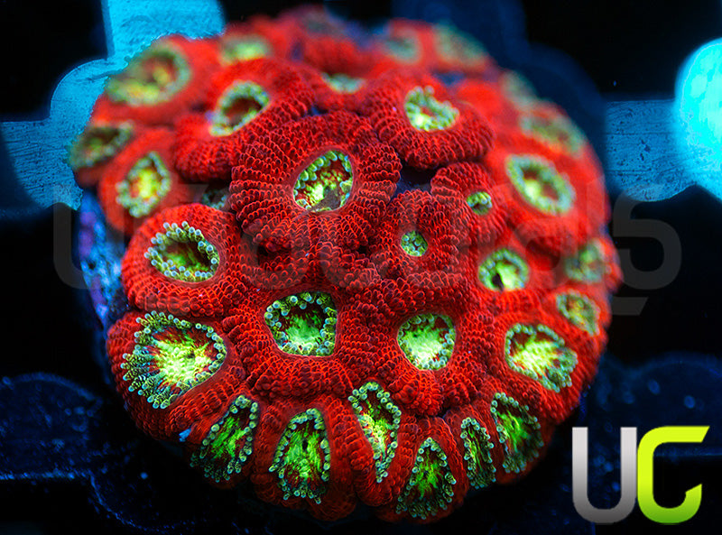 UC Dragon Slayer Micro Amakusensis Colony