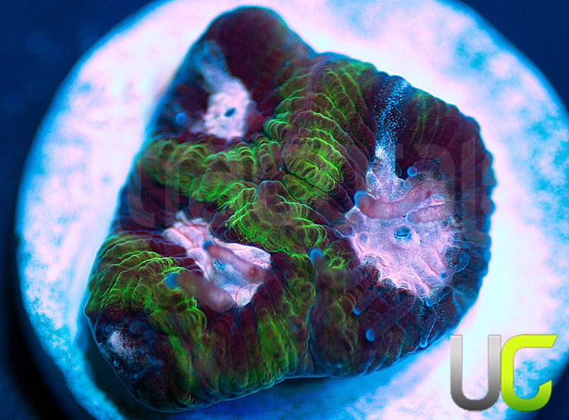 Gonzos Party Time Platy