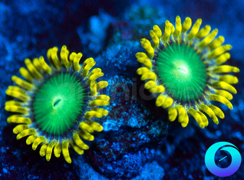 Nuclear Dragon Eyes