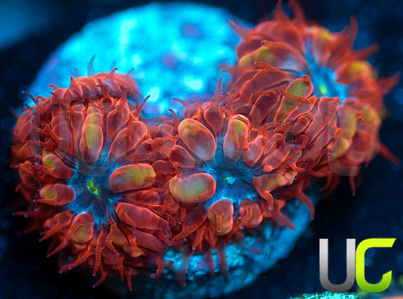 UC Blue Ravens Blastos