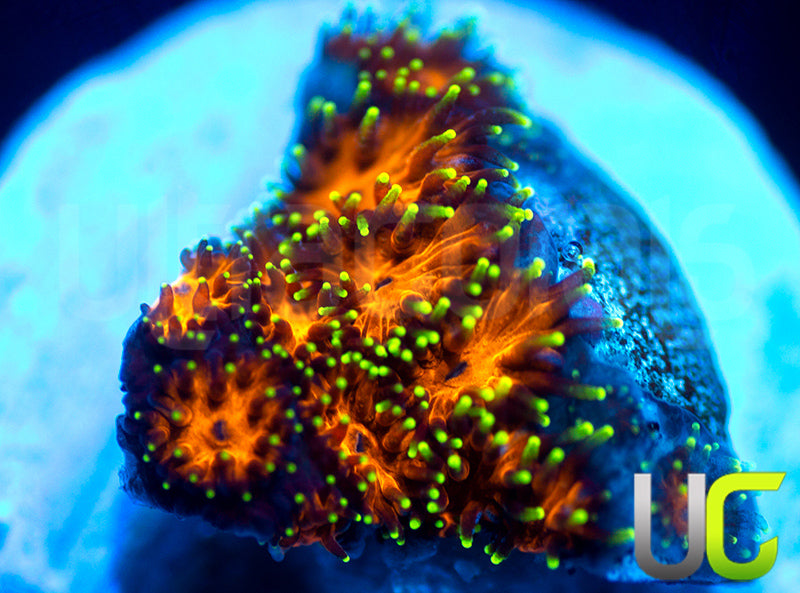 UC Lightning Tip Leptastrea