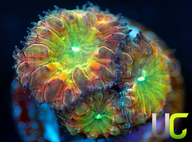 BSA TT Twister Blastos