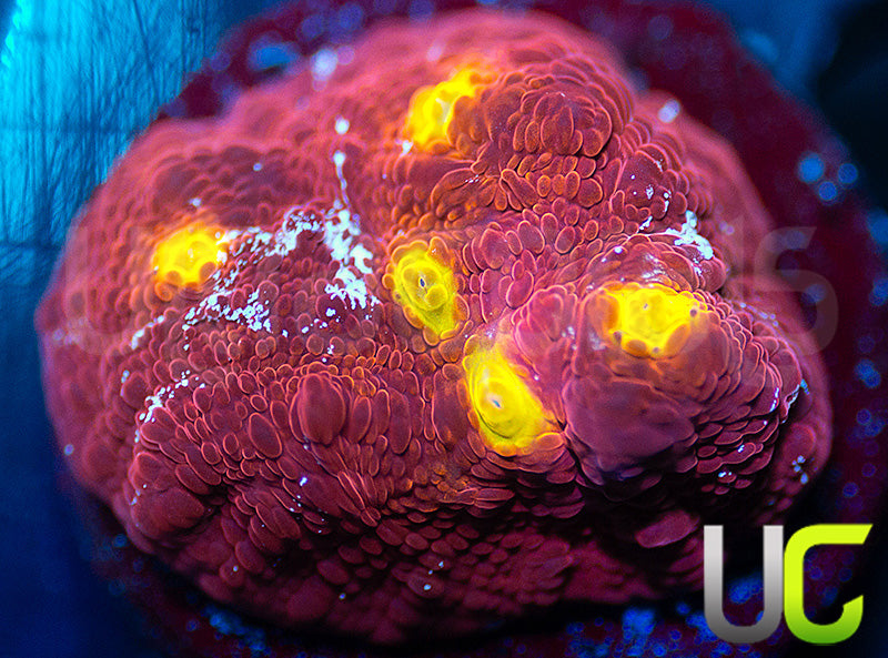 UC Hoar Frost Chalice